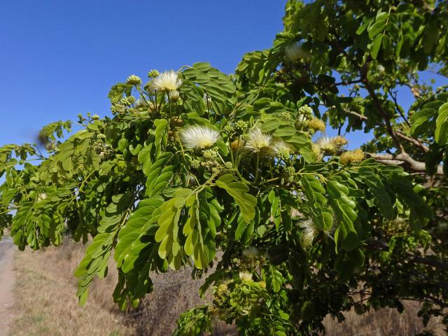 Albízie (Albizia lebbeck (L.) Benth.)