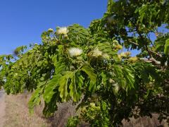 Albízie (Albizia lebbeck (L.) Benth.)    