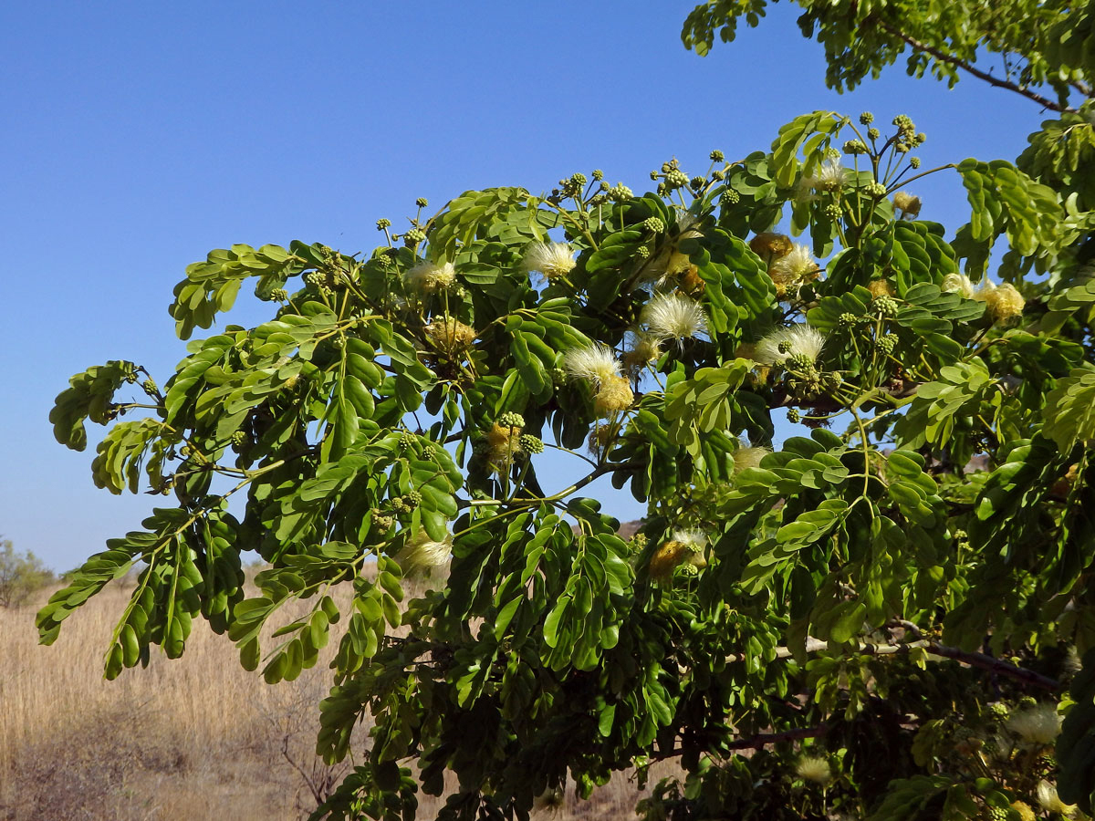 Albízie (Albizia lebbeck (L.) Benth.)