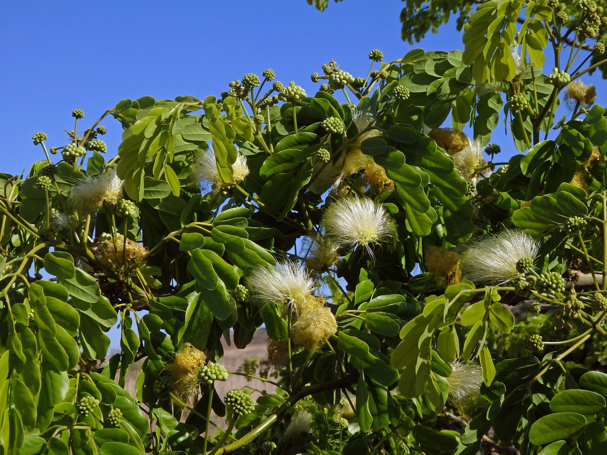 Albízie (Albizia lebbeck (L.) Benth.)