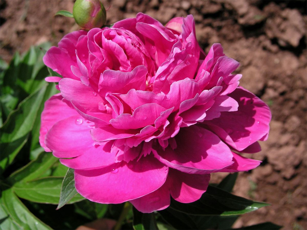 Pivoňka keřovitá (Paeonia suffructicosa Andrews)