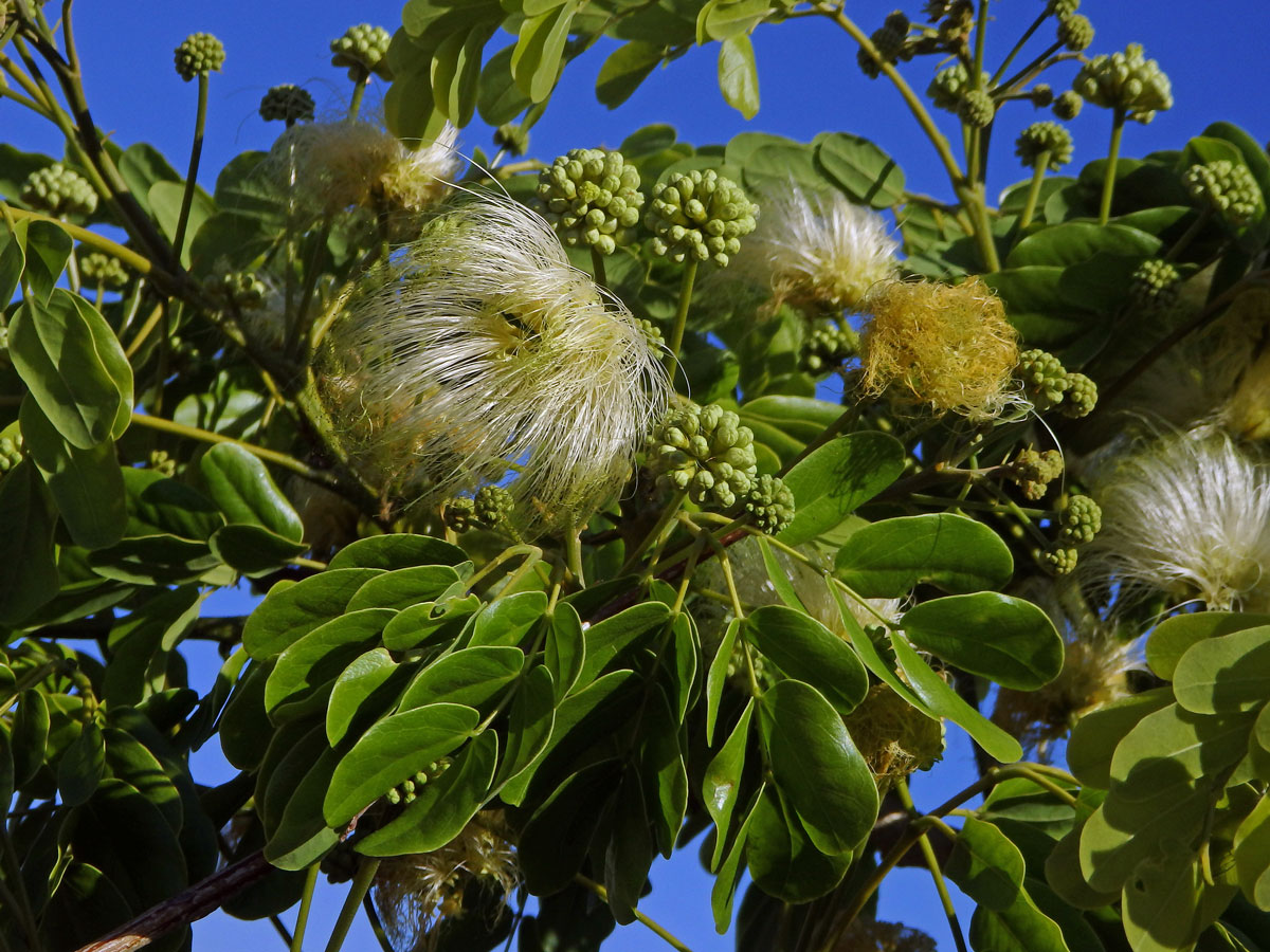 Albízie (Albizia lebbeck (L.) Benth.)