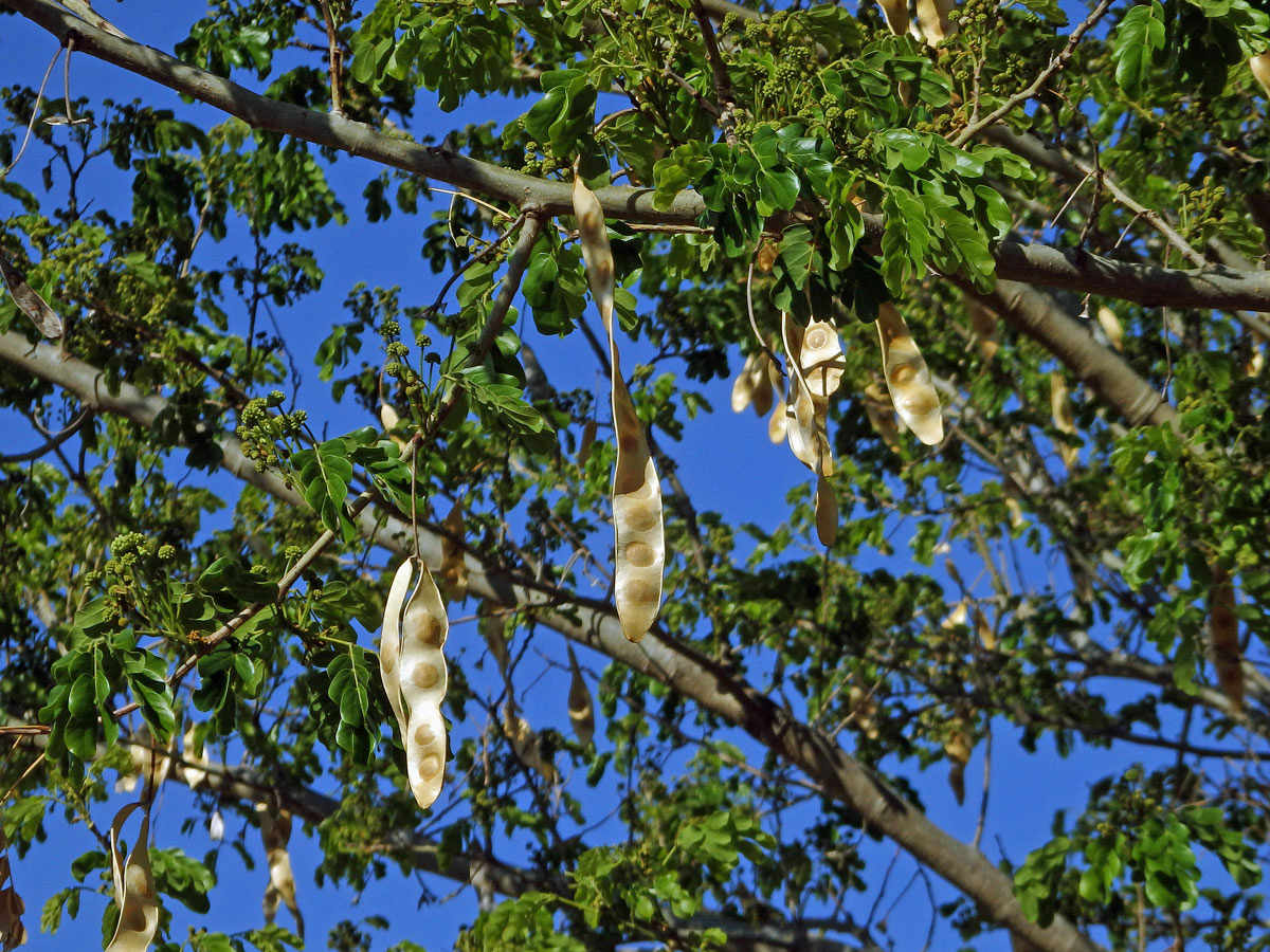 Albízie (Albizia lebbeck (L.) Benth.)