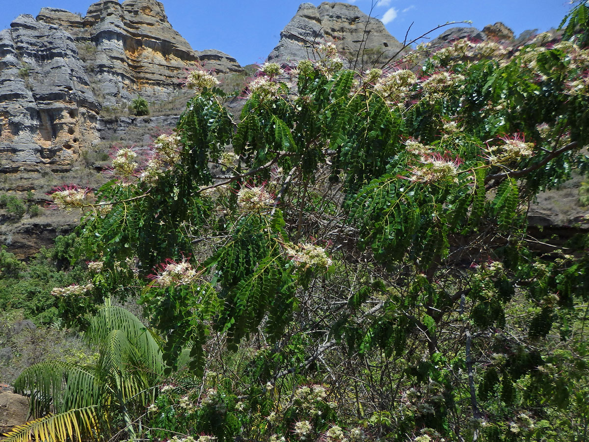 Albízie (Albizia mainaea Villiers)