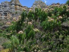 Albízie (Albizia mainaea Villiers)   