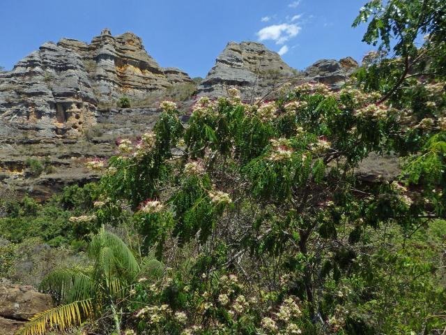 Albízie (Albizia mainaea Villiers)