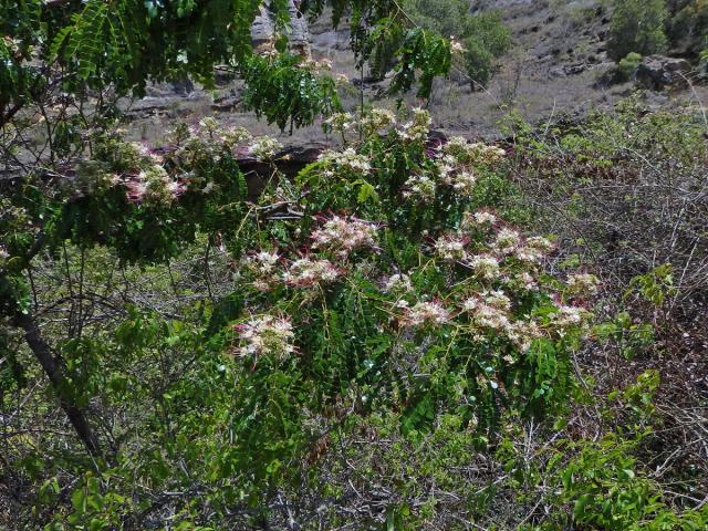 Albízie (Albizia mainaea Villiers)