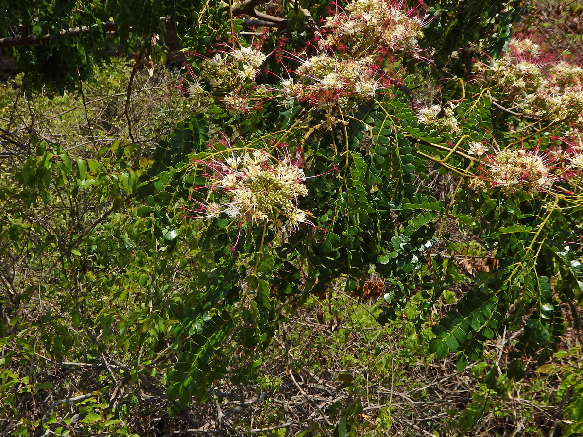 Albízie (Albizia mainaea Villiers)