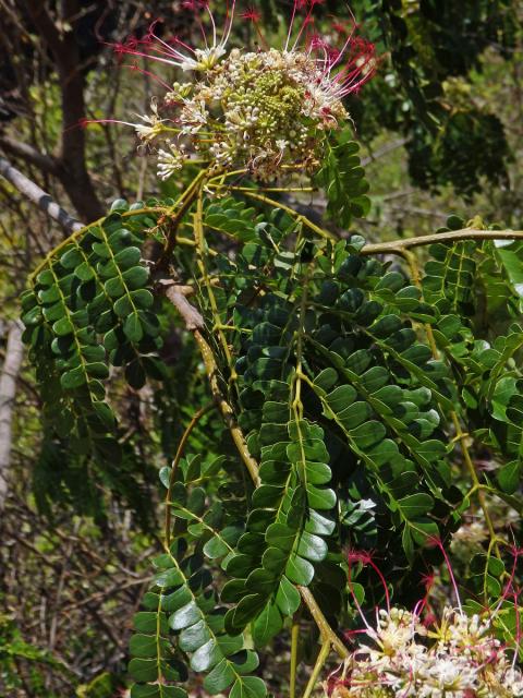 Albízie (Albizia mainaea Villiers)