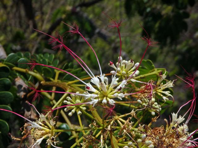 Albízie (Albizia mainaea Villiers)