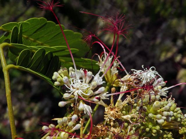 Albízie (Albizia mainaea Villiers)