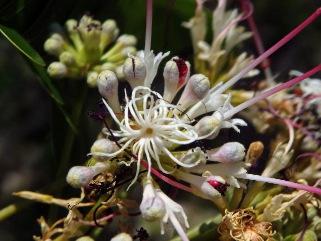 Albízie (Albizia mainaea Villiers)