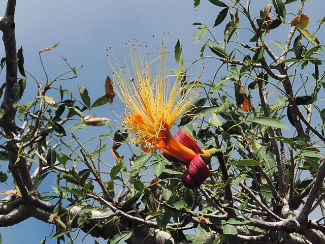 Baobab (Adansonia rubrostipa Jum. et H. Perrier)