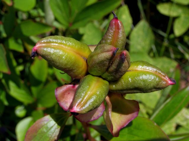 Pivoňka keřovitá (Paeonia suffructicosa Andrews)