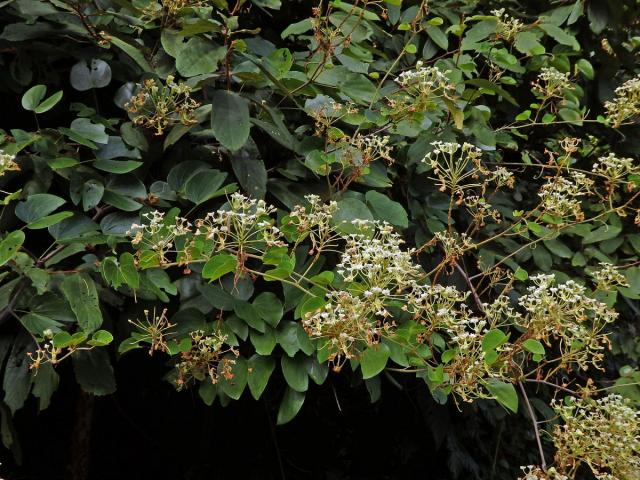 Bauhinia bassacensis Gagnep.