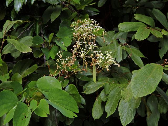 Bauhinia bassacensis Gagnep.