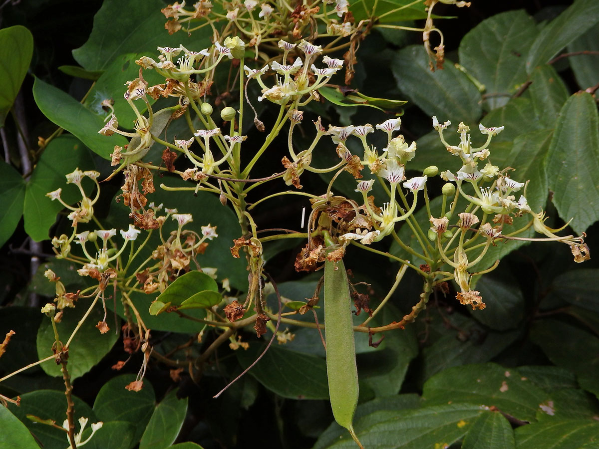 Bauhinia bassacensis Gagnep.