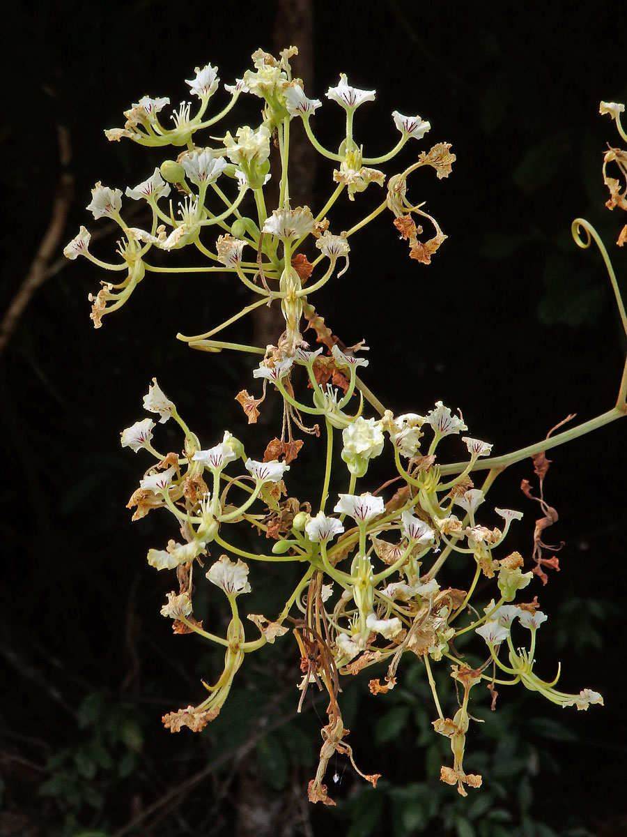 Bauhinia bassacensis Gagnep.