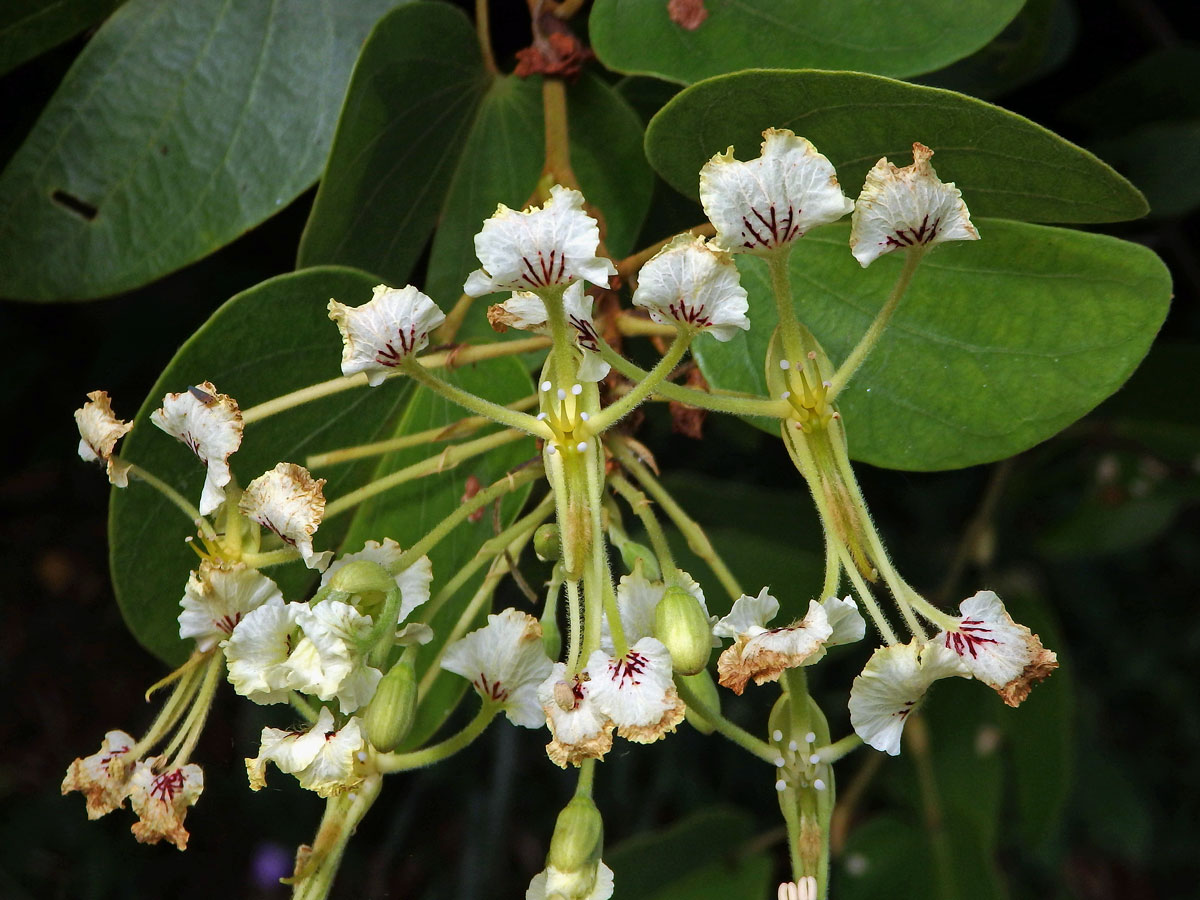 Bauhinia bassacensis Gagnep.