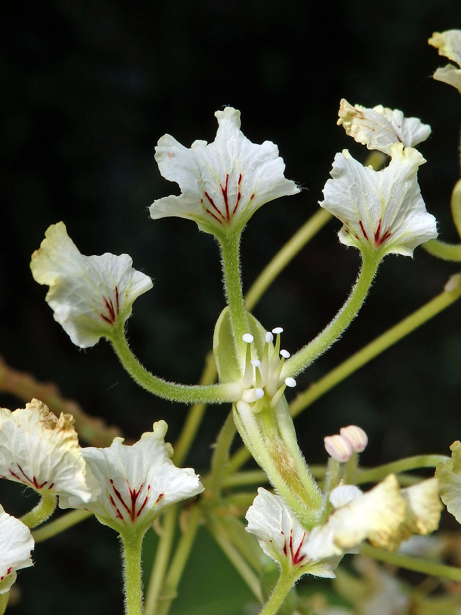 Bauhinia bassacensis Gagnep.