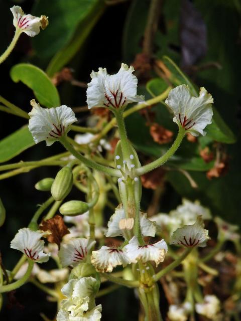 Bauhinia bassacensis Gagnep.