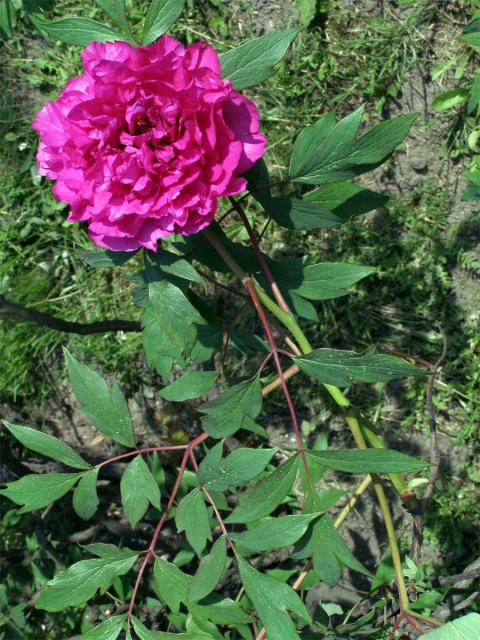 Pivoňka čínská (Paeonia lactiflora Pallas)