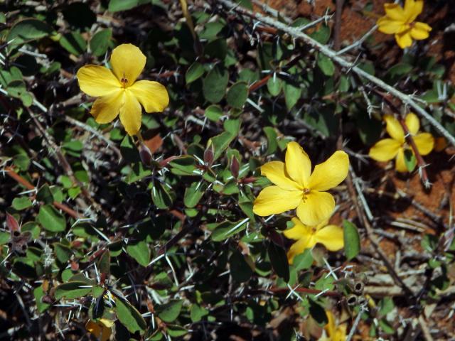 Barleria prionitis subsp. apressa (Forssk.) Brummit et J. R. I. Wood