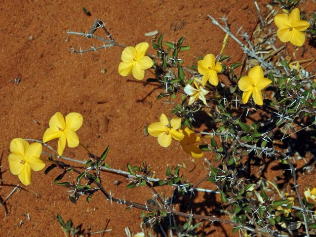 Barleria prionitis subsp. apressa (Forssk.) Brummit et J. R. I. Wood