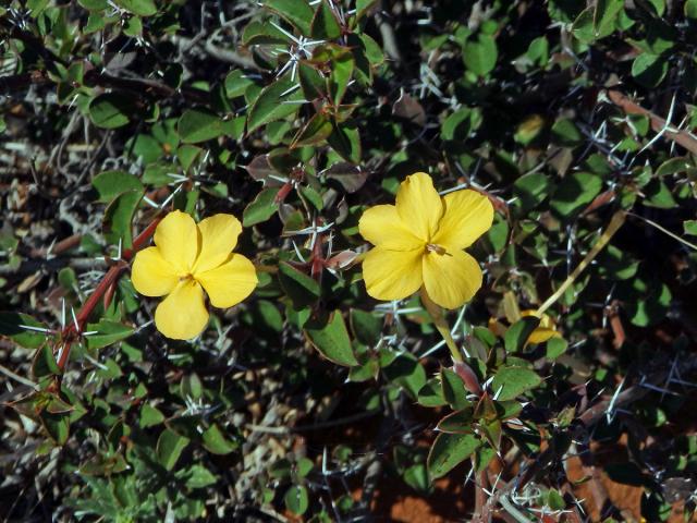 Barleria prionitis subsp. apressa (Forssk.) Brummit et J. R. I. Wood