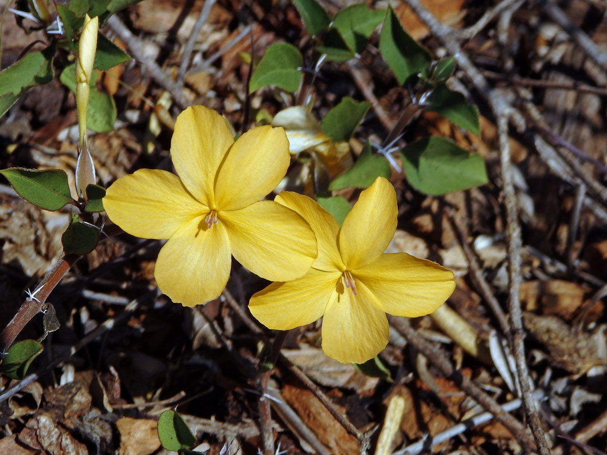 Barleria prionitis subsp. apressa (Forssk.) Brummit et J. R. I. Wood