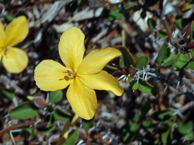 Barleria prionitis subsp. apressa (Forssk.) Brummit et J. R. I. Wood