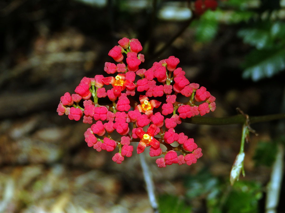 Cyphostemma microdipterum (Baker) Desc.