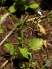 Lobelka (Lobelia inflata L.)