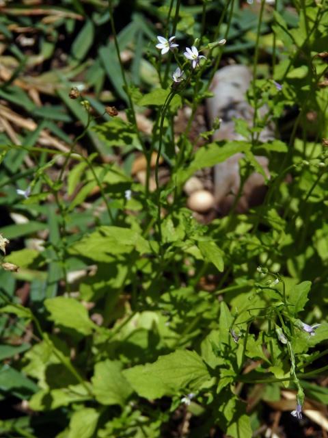 Lobelka (Lobelia inflata L.)