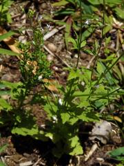 Lobelka (Lobelia inflata L.)