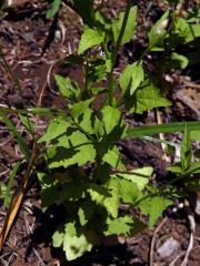 Lobelka (Lobelia inflata L.)