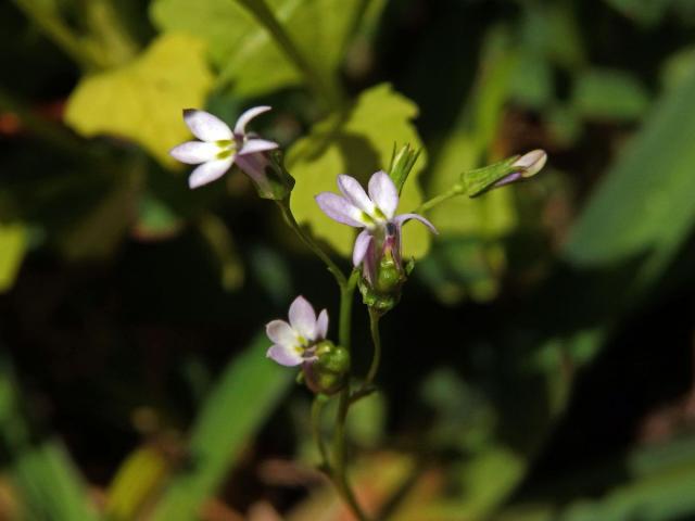 Lobelka (Lobelia inflata L.)