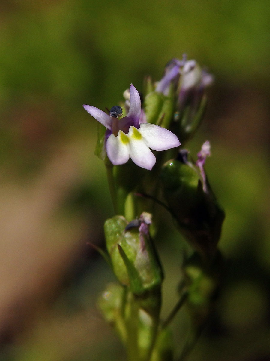 Lobelka (Lobelia inflata L.)