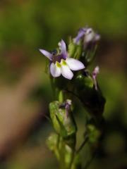 Lobelka (Lobelia inflata L.)