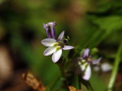 Lobelka (Lobelia inflata L.)