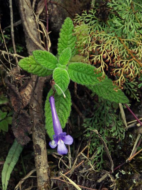 Krutiplod (Streptocarpus hilsenbergii R. Br.)