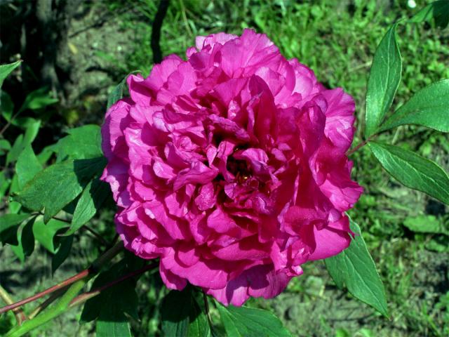 Pivoňka čínská (Paeonia lactiflora Pallas)