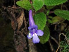 Krutiplod (Streptocarpus hilsenbergii R. Br.)