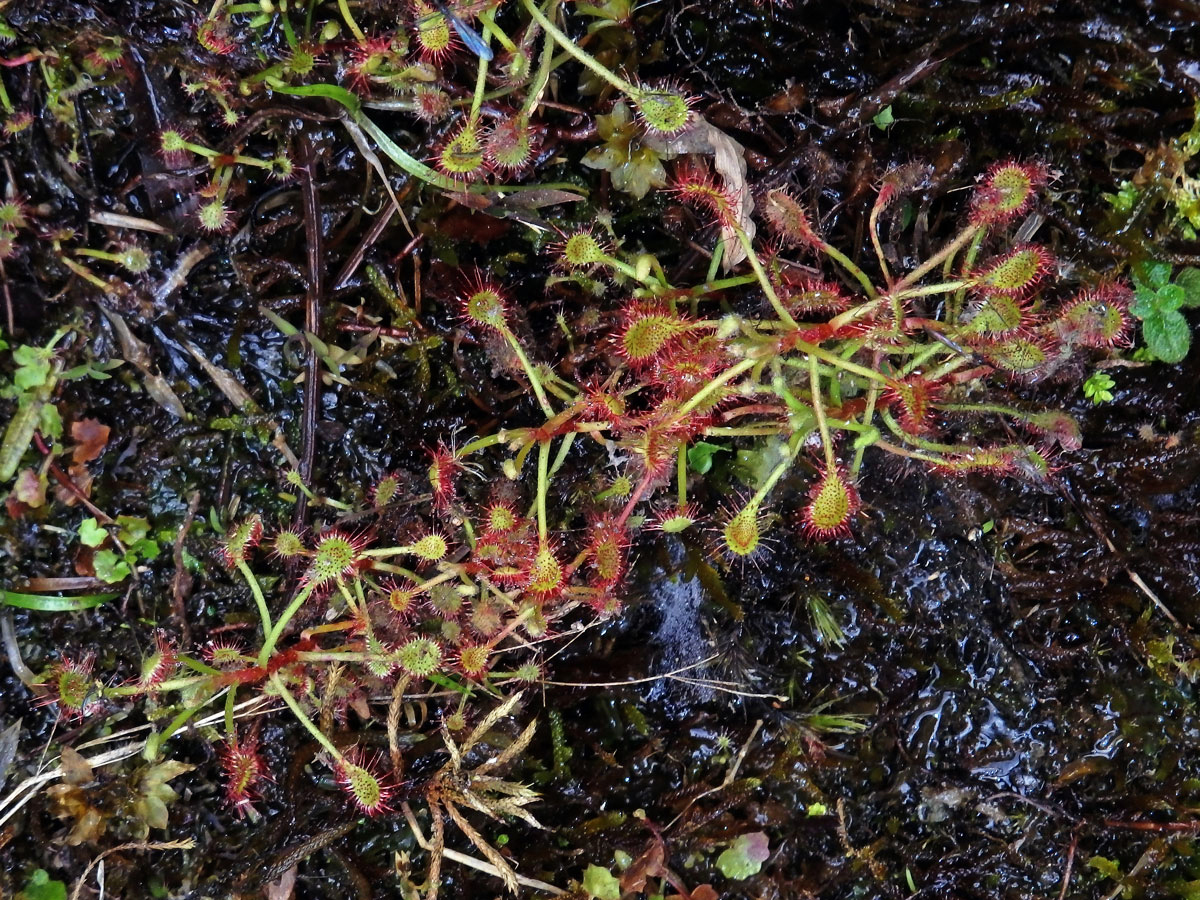 Rosnatka (Drosera madagascariensis DC.)