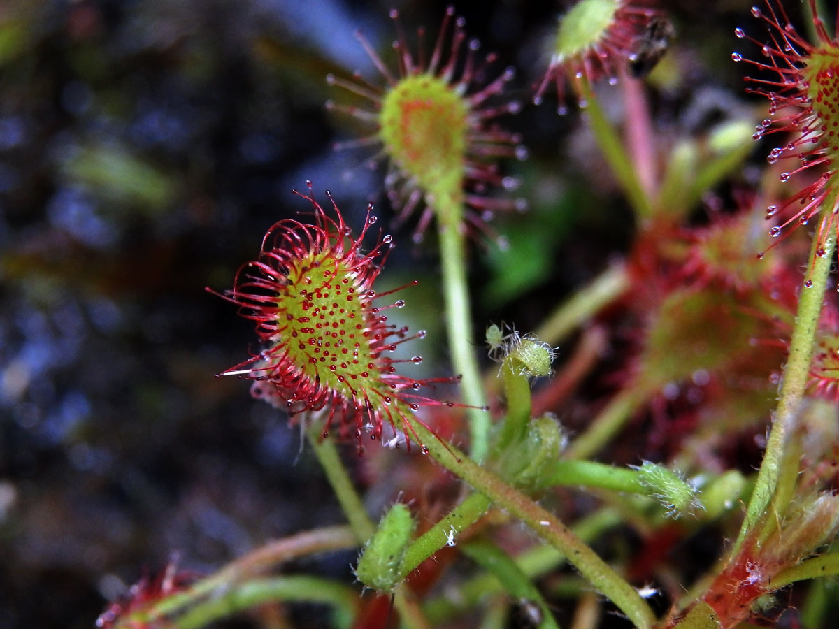 Rosnatka (Drosera madagascariensis DC.)