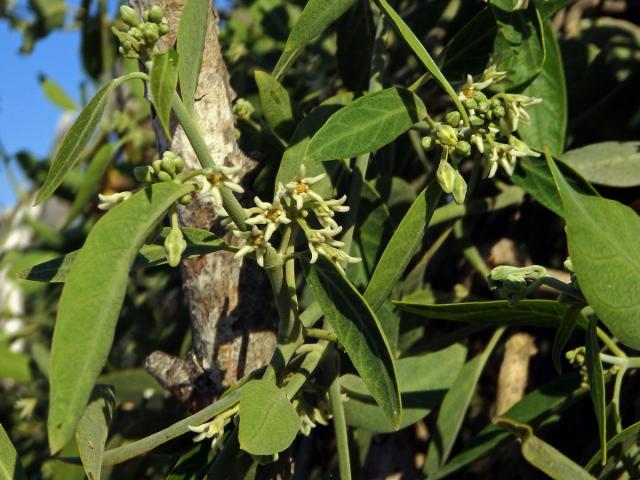 Leptadenia madagascariensis Decne.