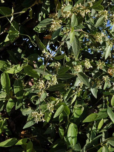 Leptadenia madagascariensis Decne.