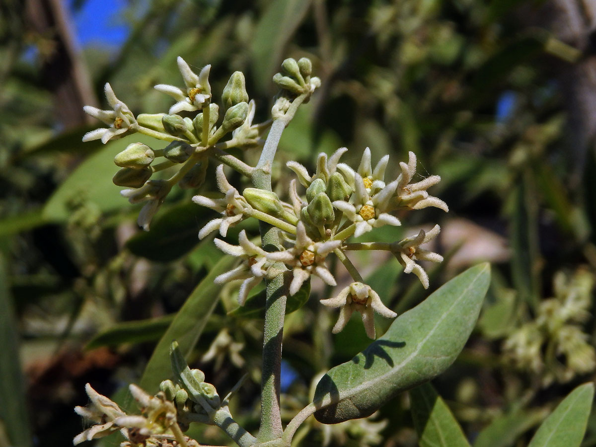 Leptadenia madagascariensis Decne.