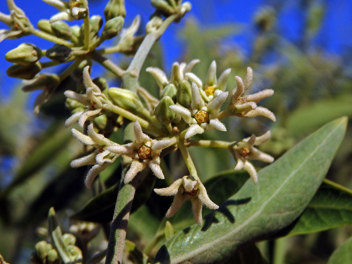 Leptadenia madagascariensis Decne.