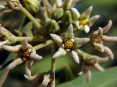 Leptadenia madagascariensis Decne.